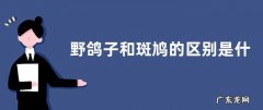 野鸽子和斑鸠的区别是什么？分类和包含关系均不同