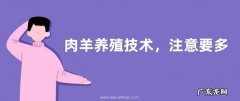 肉羊养殖技术，注意要多餐少量