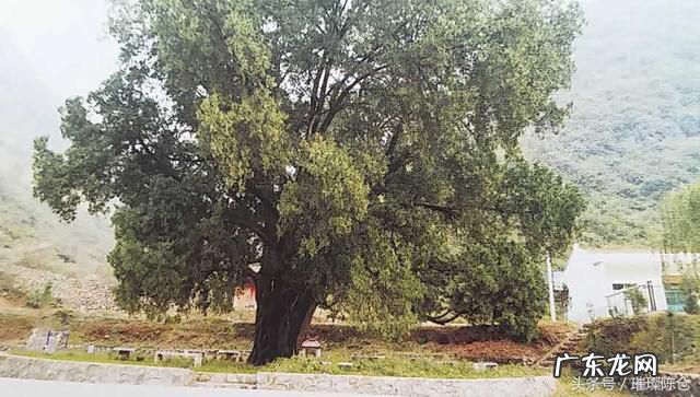 铜川市东风水泥厂贺万民