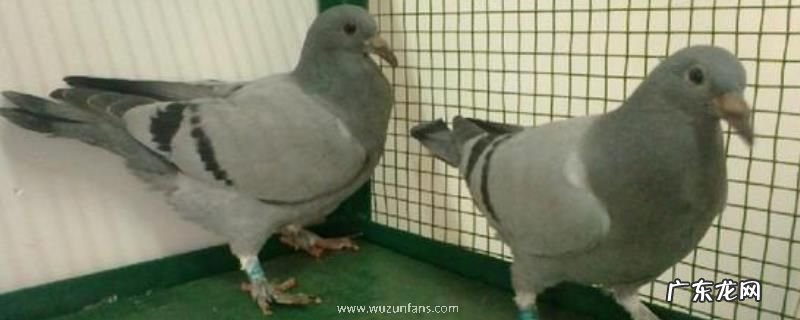 信鸽养殖技术,需要喂食保健砂