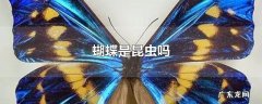蝴蝶是昆虫吗