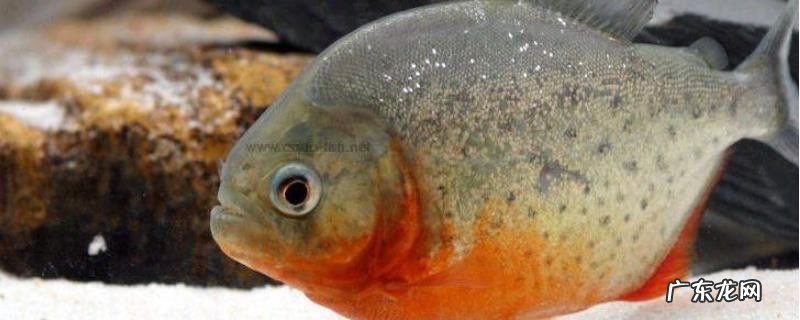 脂鲤科红腹食人鲳怎么养?附简介