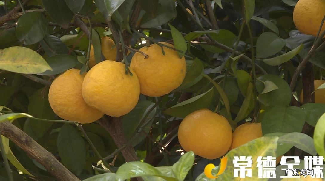 枳壳是啥树的果实 枳壳树的果子 图片