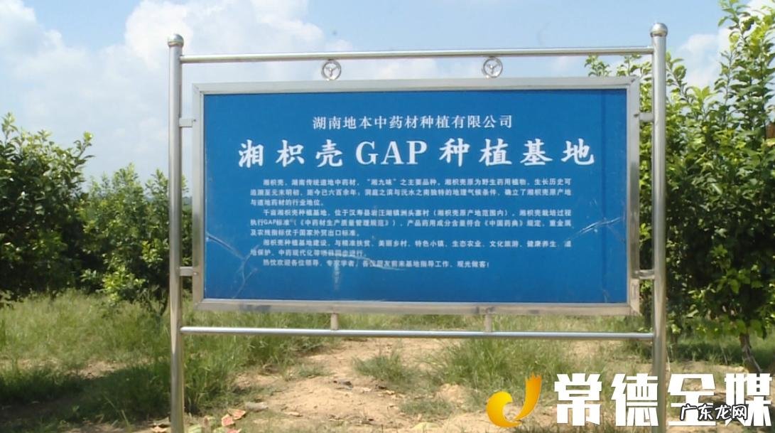 枳壳是啥树的果实 枳壳树的果子 图片