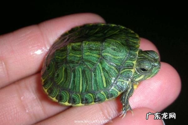 巴西龟苗怎么养,病害怎么防治