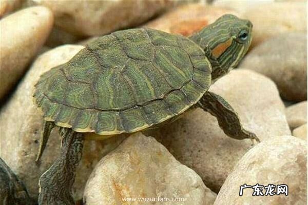 巴西龟苗怎么养,病害怎么防治