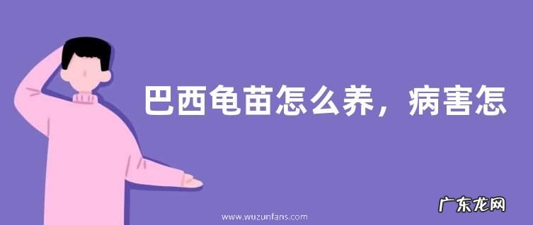 巴西龟苗怎么养,病害怎么防治