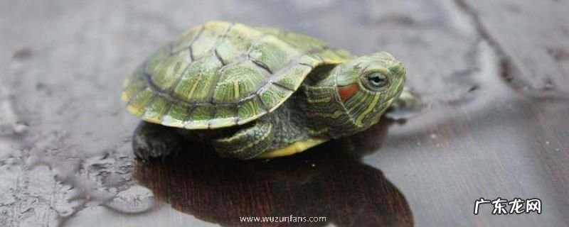 巴西龟苗怎么养,病害怎么防治