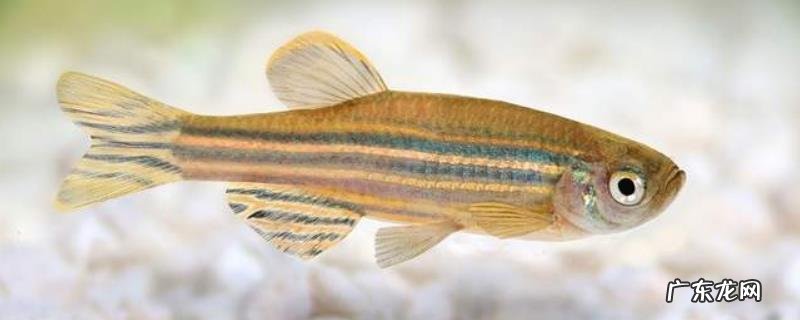 斑马鱼繁殖周期，附饲养要求