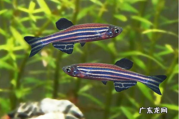 斑马鱼繁殖周期，附饲养要求