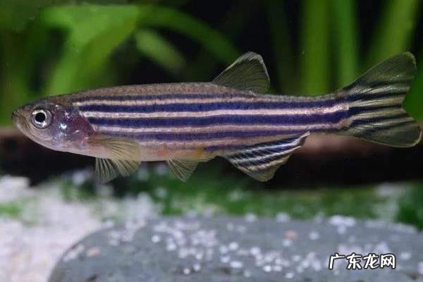 斑马鱼繁殖周期，附饲养要求