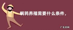 鹌鹑养殖需要什么条件，首先要注意养殖环境