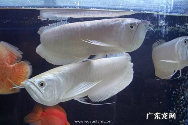 银龙鱼水温多少合适，水温对它有什么影响