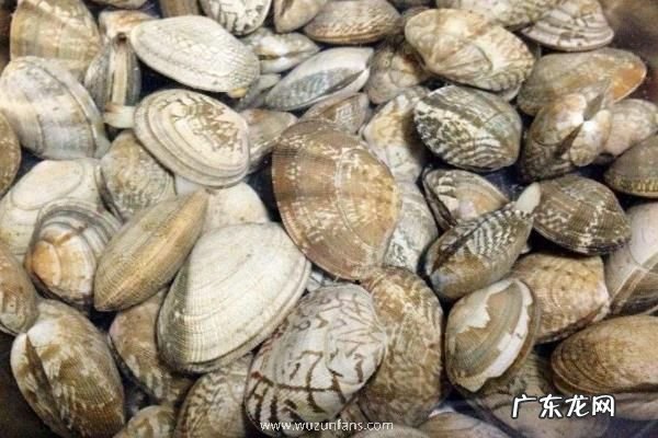 花蛤养殖技术,养殖时怎么播苗