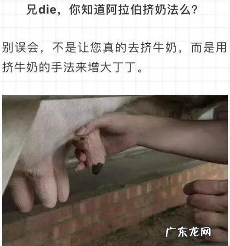 阿拉伯挤奶训练法图解