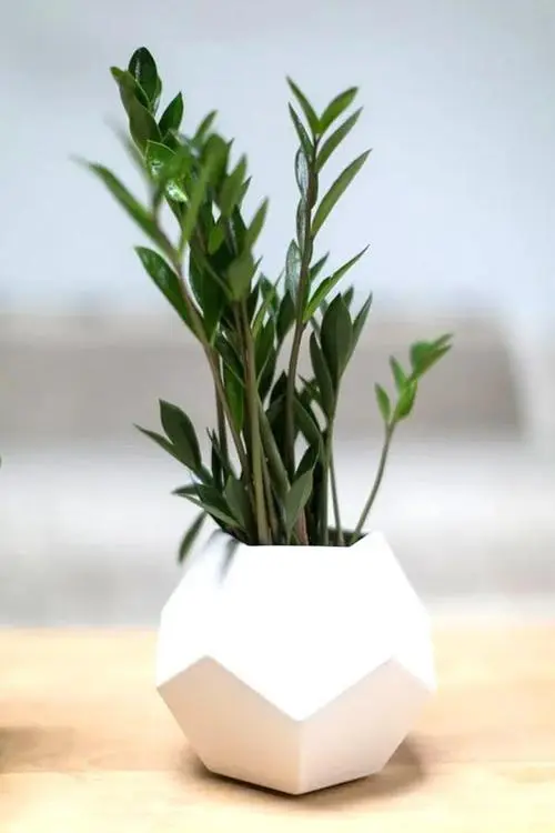 金钱树怎么栽培-简短介绍