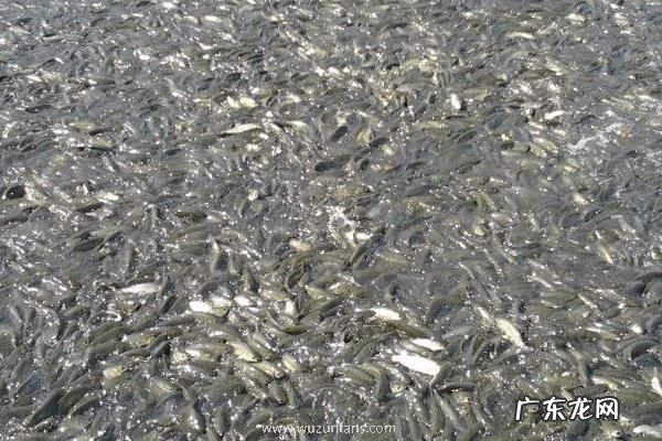 草鱼苗死亡原因,如何避免
