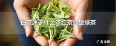 白茶属于什么茶红茶还是绿茶