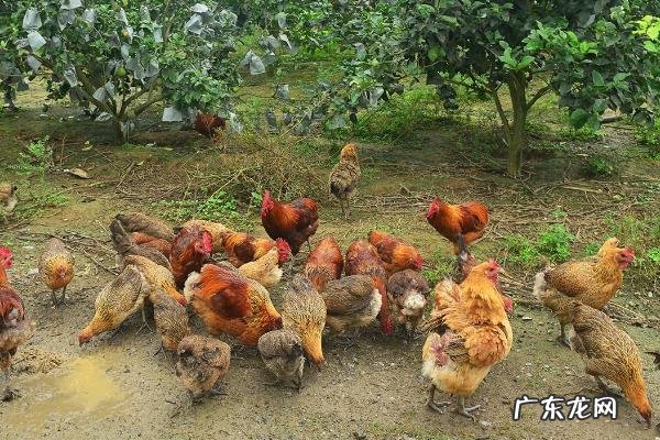 鸡掉毛是怎么回事,针对不同的原因治疗方法不同