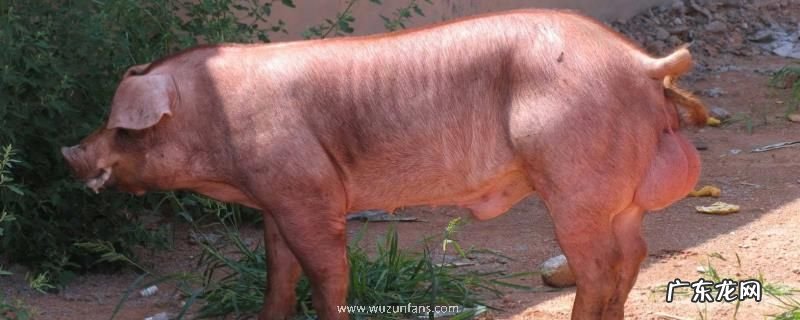 杜洛克猪怎么饲养,日常以喂食精饲料为主