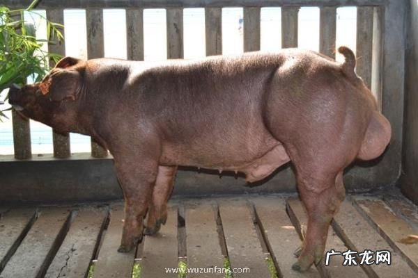 杜洛克猪怎么饲养,日常以喂食精饲料为主