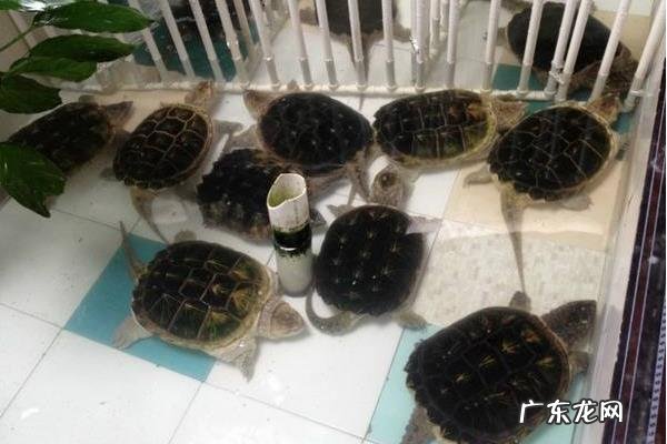 乌龟怎么养,水质、水深、温度都需要掌握好