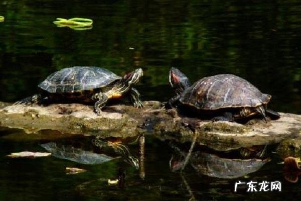 乌龟怎么养,水质、水深、温度都需要掌握好