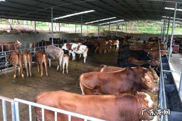 养牛场牛粪怎么处理,一般是用来做肥料