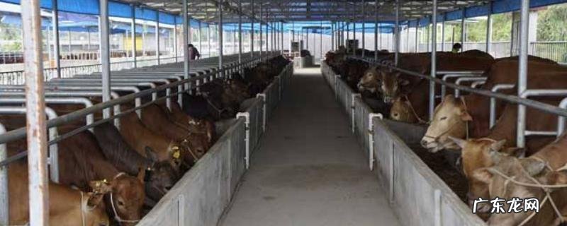 养牛场牛粪怎么处理,一般是用来做肥料