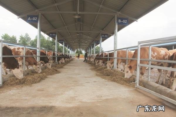 养牛场牛粪怎么处理,一般是用来做肥料