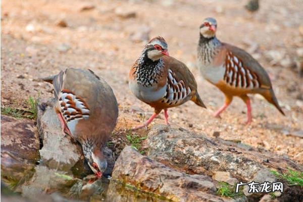 美国鹧鸪鹧鸪养殖技术,可笼养或平养