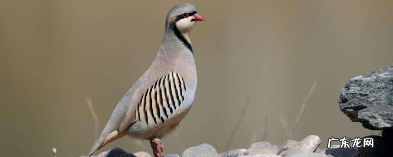 美国鹧鸪鹧鸪养殖技术,可笼养或平养