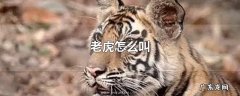 老虎怎么叫