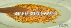 如何分辨出辣椒种子的新旧
