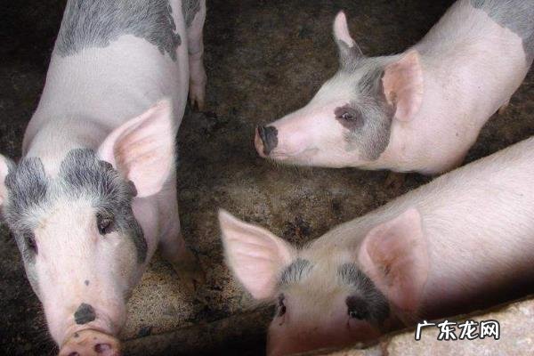 猪蓝耳病的治疗方法，积极预防及时治疗