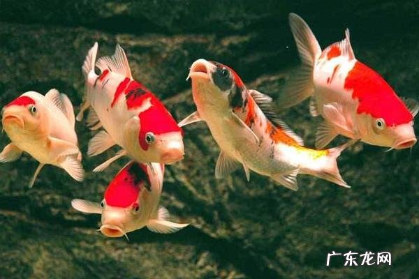 锦鲤常见病症症状，以及治疗方法
