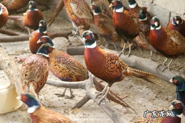野鸡养殖技术,需定期清理鸡舍