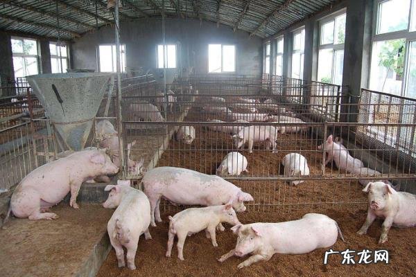猪场疫情过后的消毒方案,首先要全面消毒