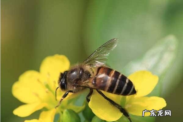 中华蜂养殖技术，合理消毒、调节温度、防治病害