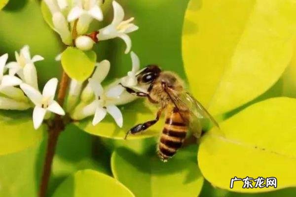 中华蜂养殖技术，合理消毒、调节温度、防治病害