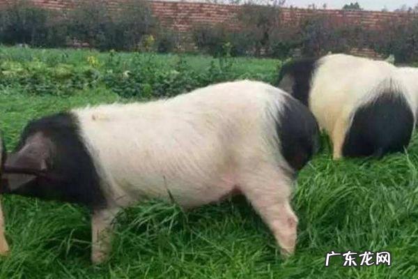 金华猪养殖技术，注意饲料的干湿比例