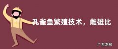 孔雀鱼繁殖技术，雌雄比例为4:1