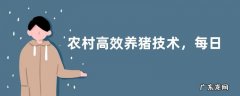 农村高效养猪技术，每日需固定喂食时间