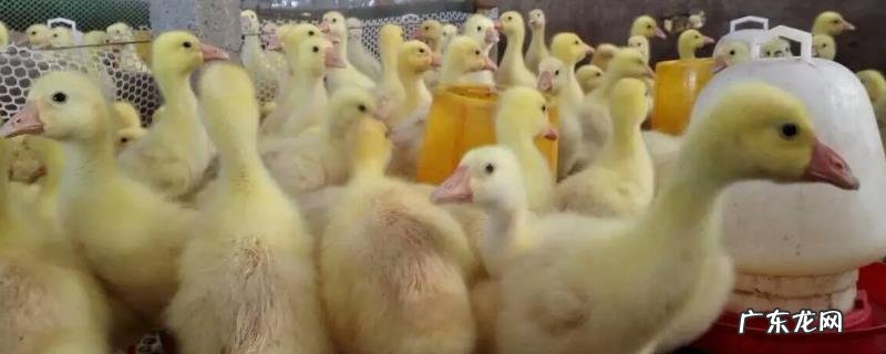 怎么降低雏鹅死亡率，需根据强弱进行分群养殖