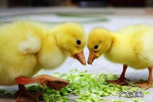 怎么降低雏鹅死亡率，需根据强弱进行分群养殖