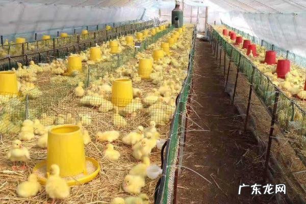 怎么降低雏鹅死亡率，需根据强弱进行分群养殖