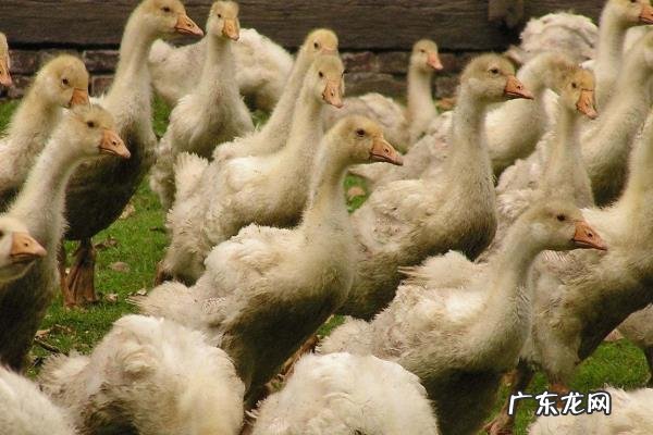 怎么降低雏鹅死亡率，需根据强弱进行分群养殖