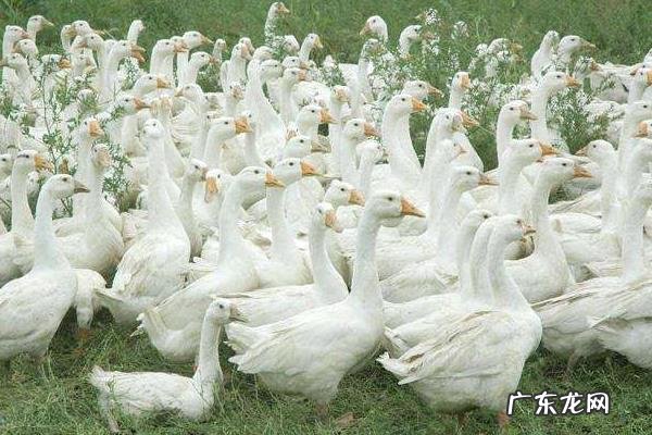肉鹅养殖注意事项,首先要挑选优质的种鹅