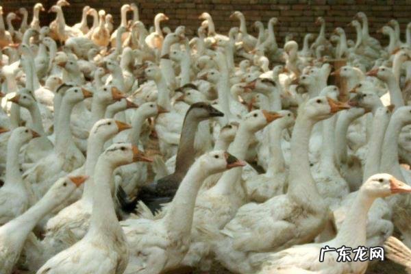 肉鹅养殖注意事项,首先要挑选优质的种鹅