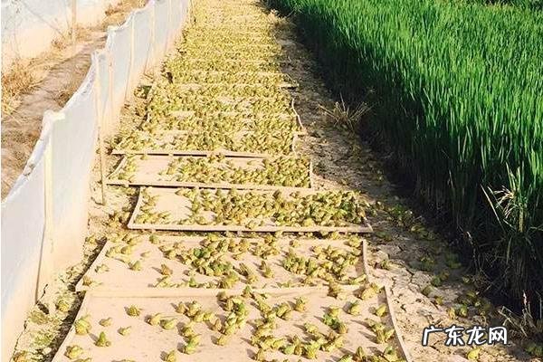 青蛙养殖技术,需及时处理池中的死蛙
